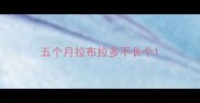 五个月拉布拉多不长个