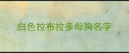 白色拉布拉多母狗名字