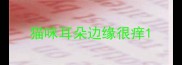 猫咪耳朵边缘很痒