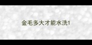 金毛多大才能水洗