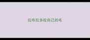 拉布拉多咬自己的毛