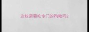 边牧需要吃专门的狗粮吗