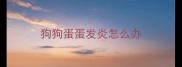 狗狗蛋蛋发炎怎么办