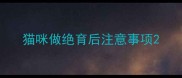 猫咪做绝育后注意事项