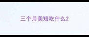三个月美短吃什么