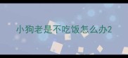 小狗老是不吃饭怎么办