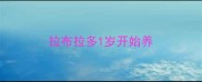 拉布拉多1岁开始养