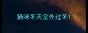 猫咪冬天室外过冬