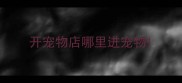 开宠物店哪里进宠物