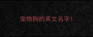 宠物狗的英文名字