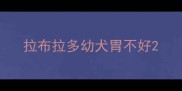 拉布拉多幼犬胃不好