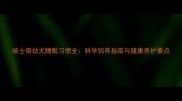 哈士奇幼犬睡眠习惯全科学饲养指南与健康养护要点
