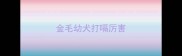 金毛幼犬打嗝厉害
