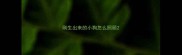 刚生出来的小狗怎么照顾