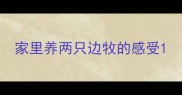 家里养两只边牧的感受