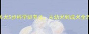 中国家庭必备拉布拉多犬5步科学驯养法从幼犬到成犬全攻略附驯养注意事项