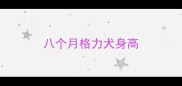 八个月格力犬身高
