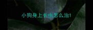 小狗身上长虫怎么治