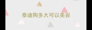 泰迪狗多大可以美容