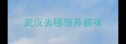 武汉去哪领养猫咪