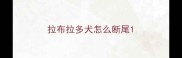 拉布拉多犬怎么断尾