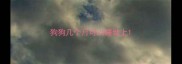 狗狗几个月可以睡地上