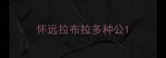 怀远拉布拉多种公