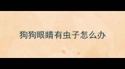 狗狗眼睛有虫子怎么办