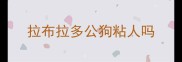 拉布拉多公狗粘人吗