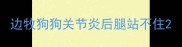 边牧狗狗关节炎后腿站不住