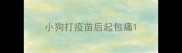 小狗打疫苗后起包痛