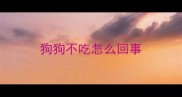 狗狗不吃怎么回事