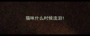 猫咪什么时候流泪