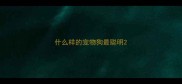 什么样的宠物狗最聪明