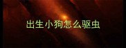 出生小狗怎么驱虫