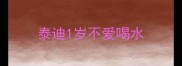 泰迪1岁不爱喝水